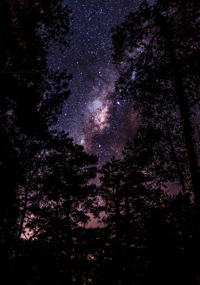 Breathtaking view of a star-filled night sky with forest silhouettes, creating a serene and mystical atmosphere.